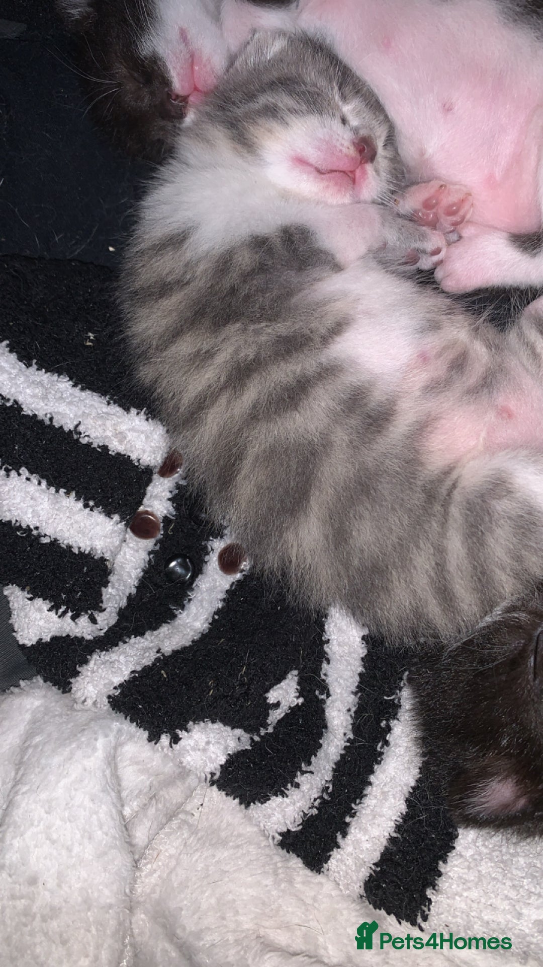Mixed Breed cats for sale: Mixed breed kittens  - Image 7