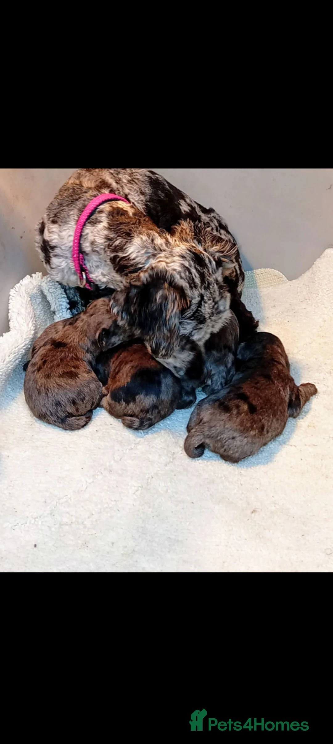 Shihpoo dogs for sale: Unusual Shihpoo puppies ready to leave  - Advert 1