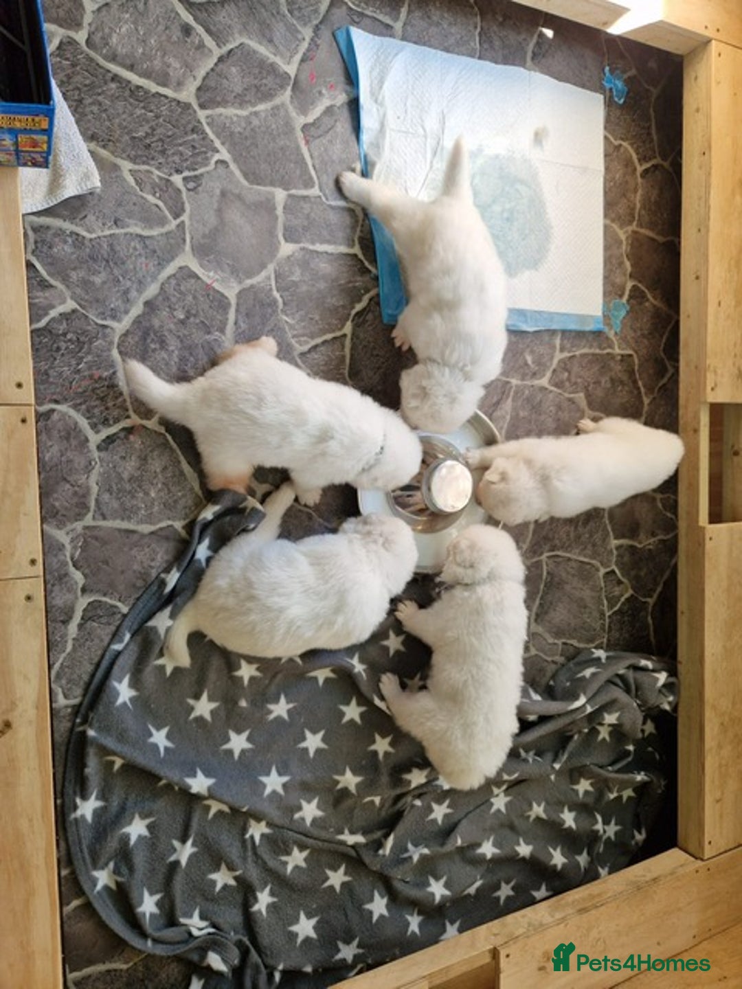 Samoyed dogs for stud: Purebred KC Registered SAMOYED Stud for Breeding  in Reading - Image 12