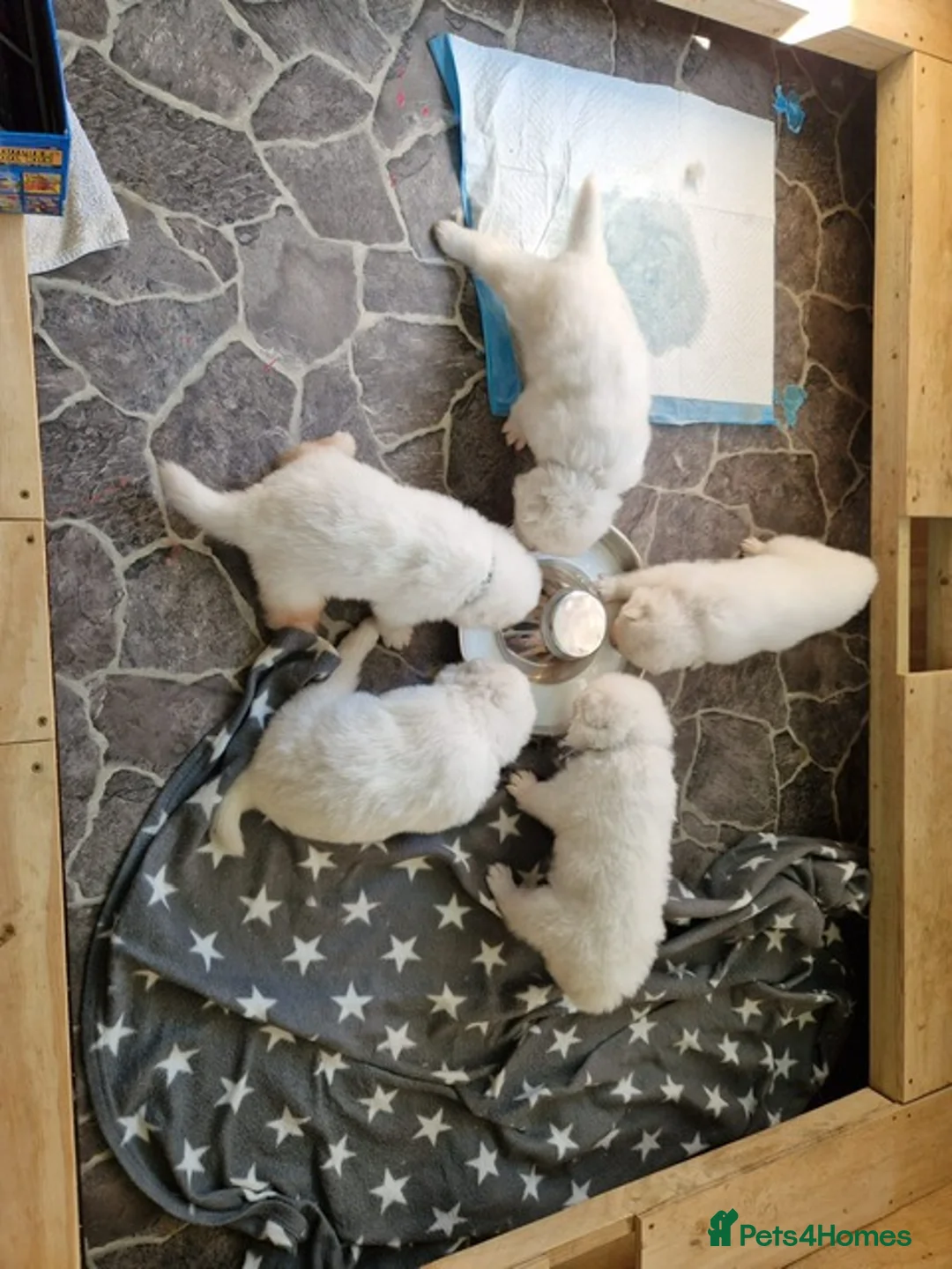 Samoyed dogs for stud: Purebred KC Registered SAMOYED Stud for Breeding  in Reading - Advert 12