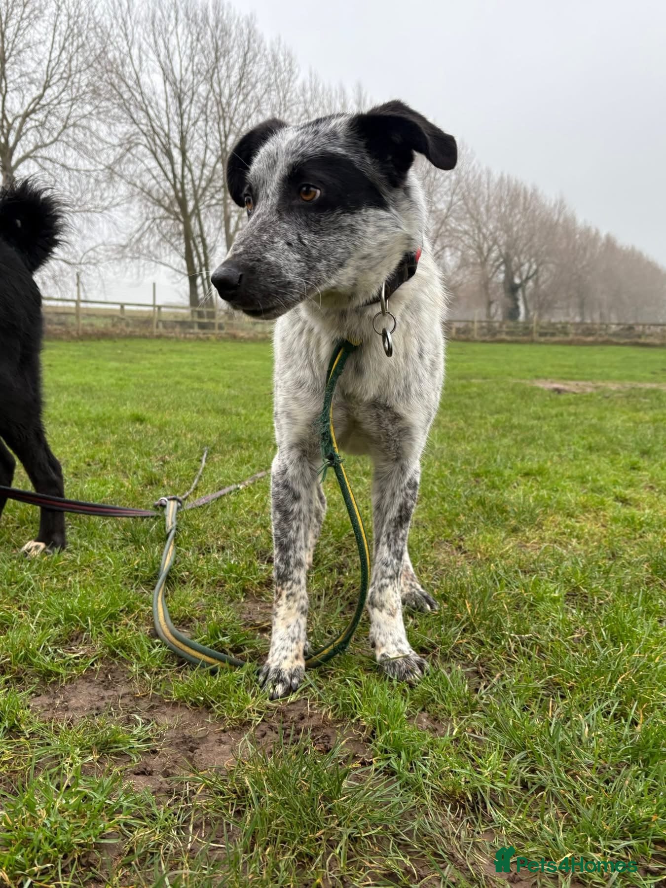Mixed Breed dogs Cessil - Norwich Norfolk  - Advert 2