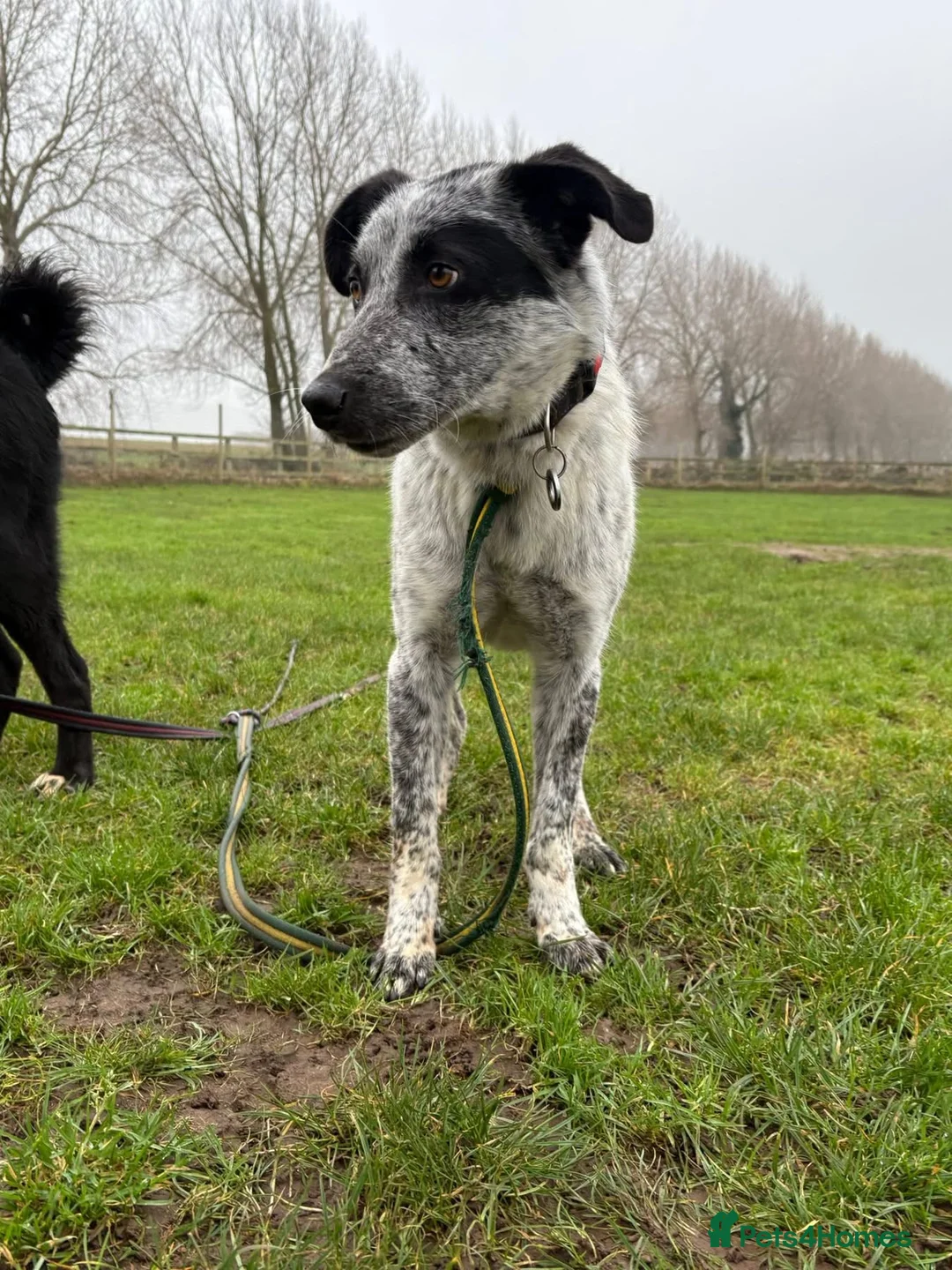 Mixed Breed dogs for adoption: Cessil - Norwich Norfolk  - Advert 1