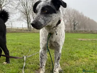 Mixed Breed dogs Cessil - Norwich Norfolk - Advert 2