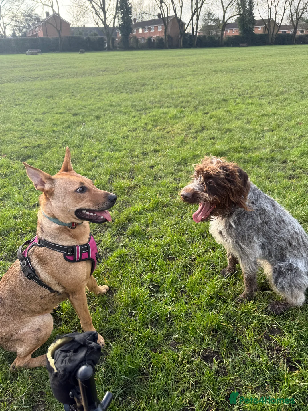 Mixed Breed dogs for sale: German Shepherd X staffy young girl - Advert 2