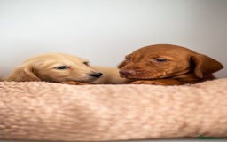 Hungarian Vizsla dogs for sale: Vizslas Devon KC Puppies - Image 7