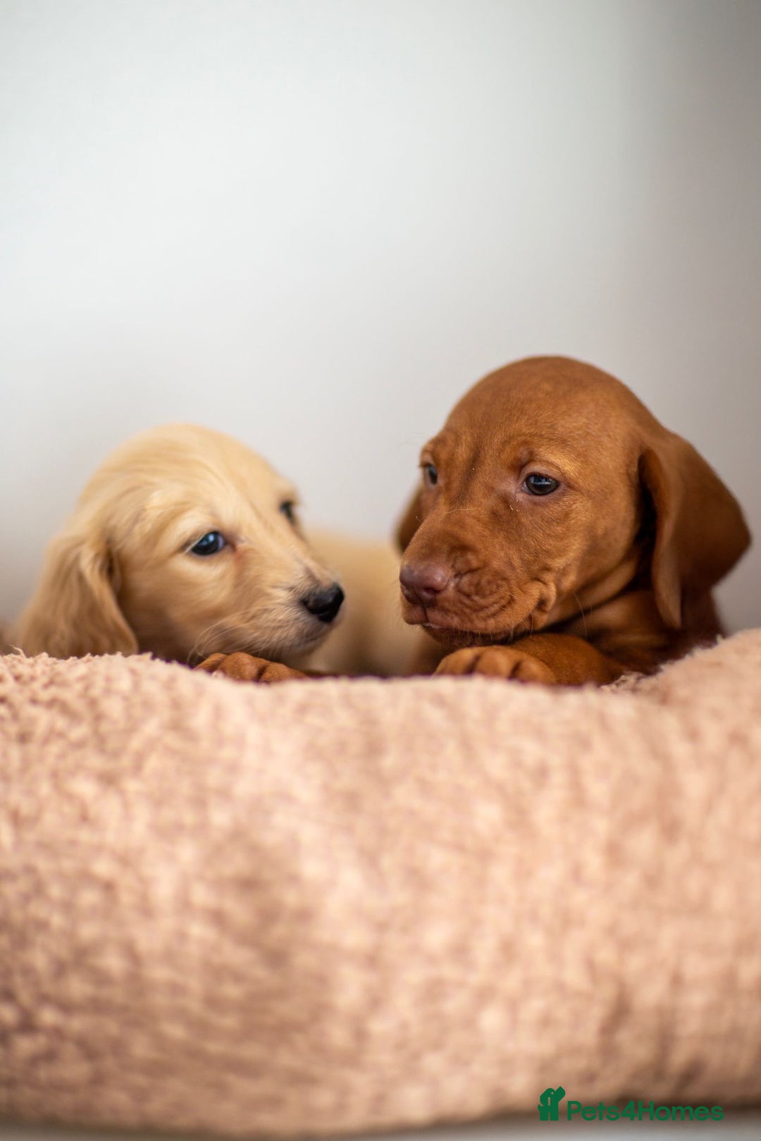 Hungarian Vizsla dogs for sale: Vizslas Devon KC Puppies - Image 7