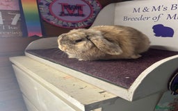 Mini Lop rabbits for sale: Lovely quality mini lop for she’s 5.5months  in Bristol - Image 4