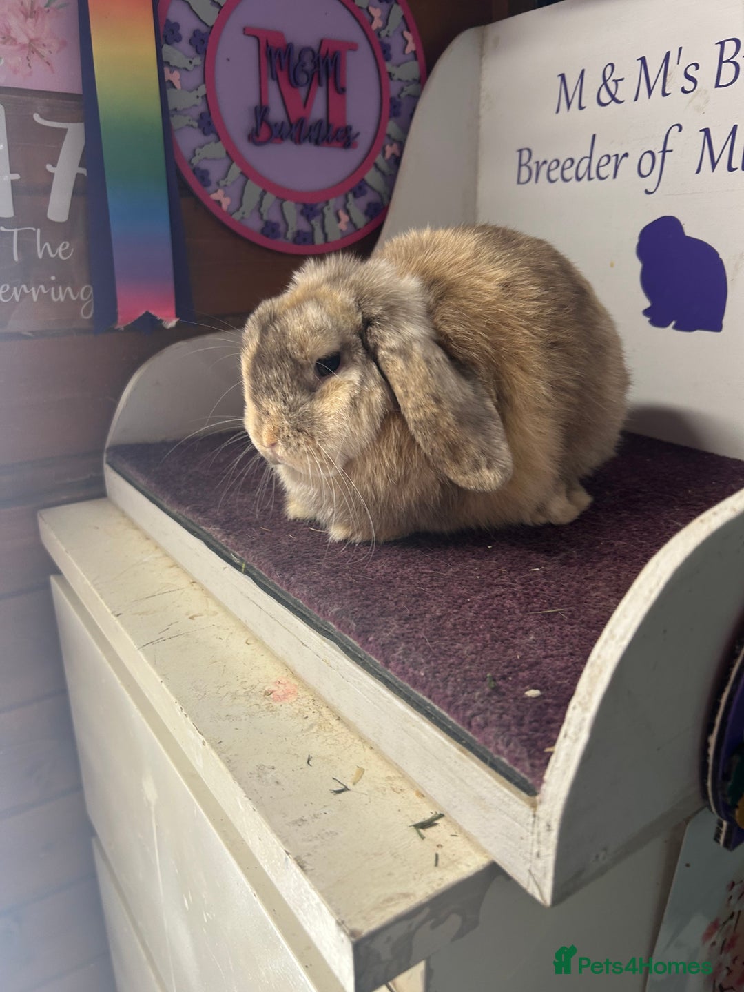 Mini Lop rabbits for sale: Lovely quality mini lop for she’s 5.5months  in Bristol - Image 4