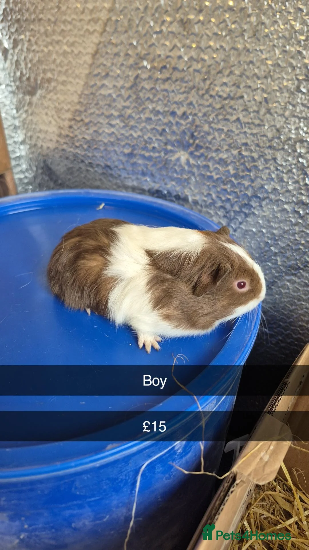 Guinea Pig rodents for sale: Baby Guniea Pigs - Advert 5
