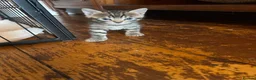 Bengal cats for sale: Bangal x kittens  - Advert 12