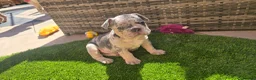 French Bulldog dogs for sale: 🔥 Stunning French Bulldog Puppies 🔥 - Advert 11