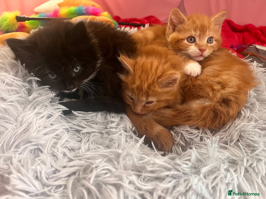 Ragdoll cats for sale: ✨ Ragdoll mix kittens ✨ - Image 1
