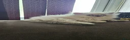 British Shorthair cats for sale: Kittens looking for their forever family. - Advert 7