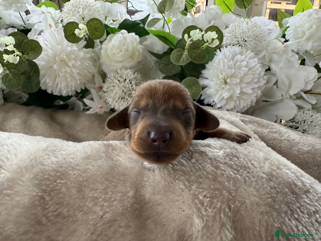 Miniature Dachshund dogs for sale: ⭐️Beautiful litter Of Rainbow Dachshund Puppies⭐️ - Image 19