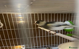 Canaries birds for sale: harlequins canary pairs and canaries  - Image 7