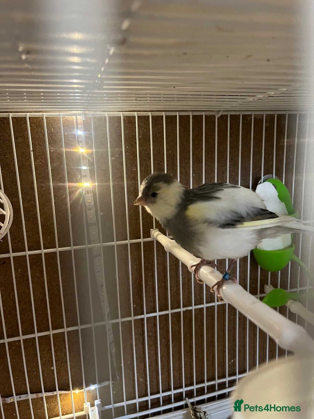 Canaries birds for sale: harlequins canary pairs and canaries  - Image 7