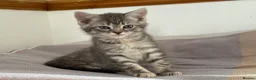 Scottish Fold cats for sale: Scottish fold and Scottish straight  - Advert 5