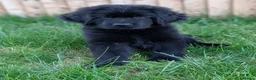 Newfoundland dogs for sale: 9 weeks old Newfoundland puppy  - Advert 4