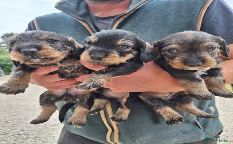 Miniature Dachshund dogs - Advert 7