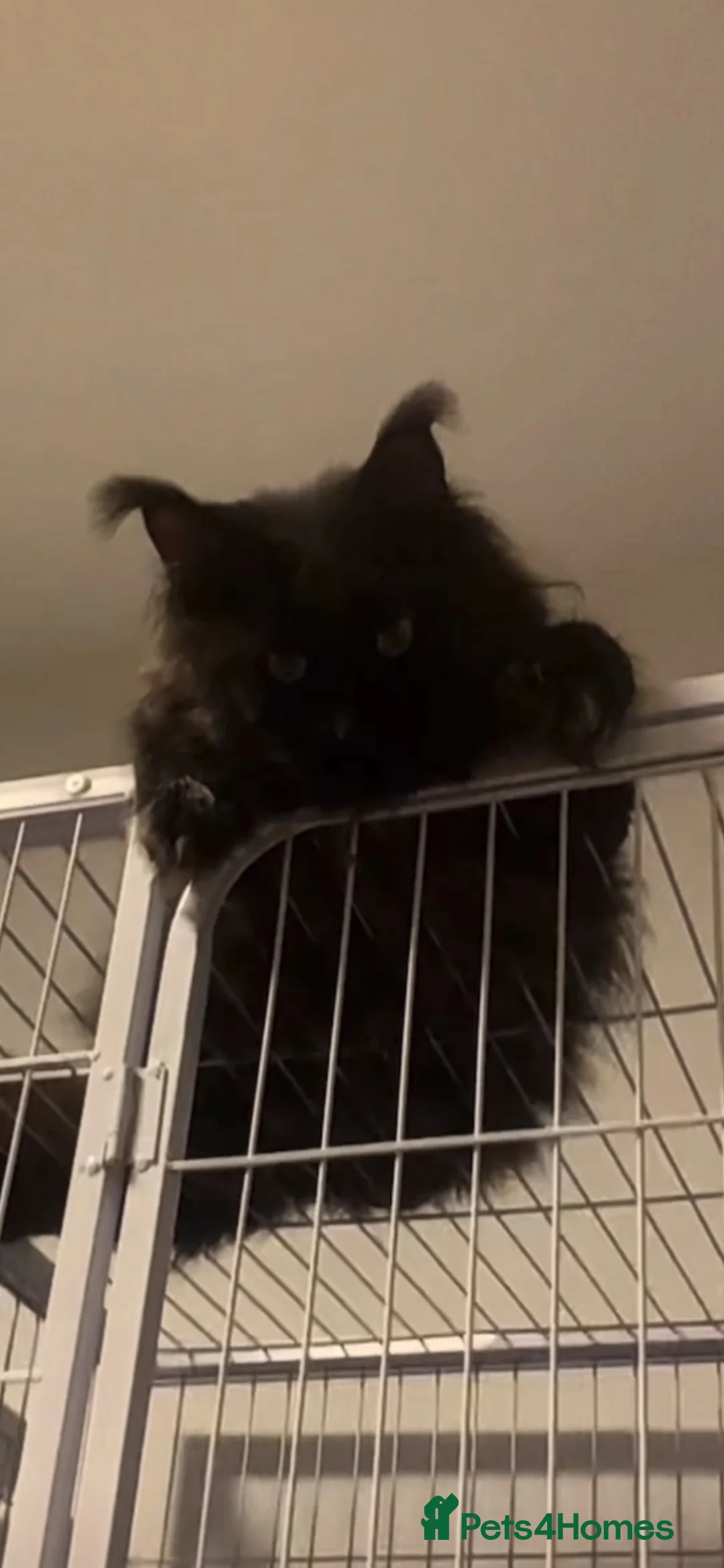 Maine Coon cats for sale: Stunning Odd-Eyed White Maine Coon Female - Advert 2