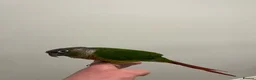 Conures birds for sale: Yellow sided green checked conure  - Advert 3