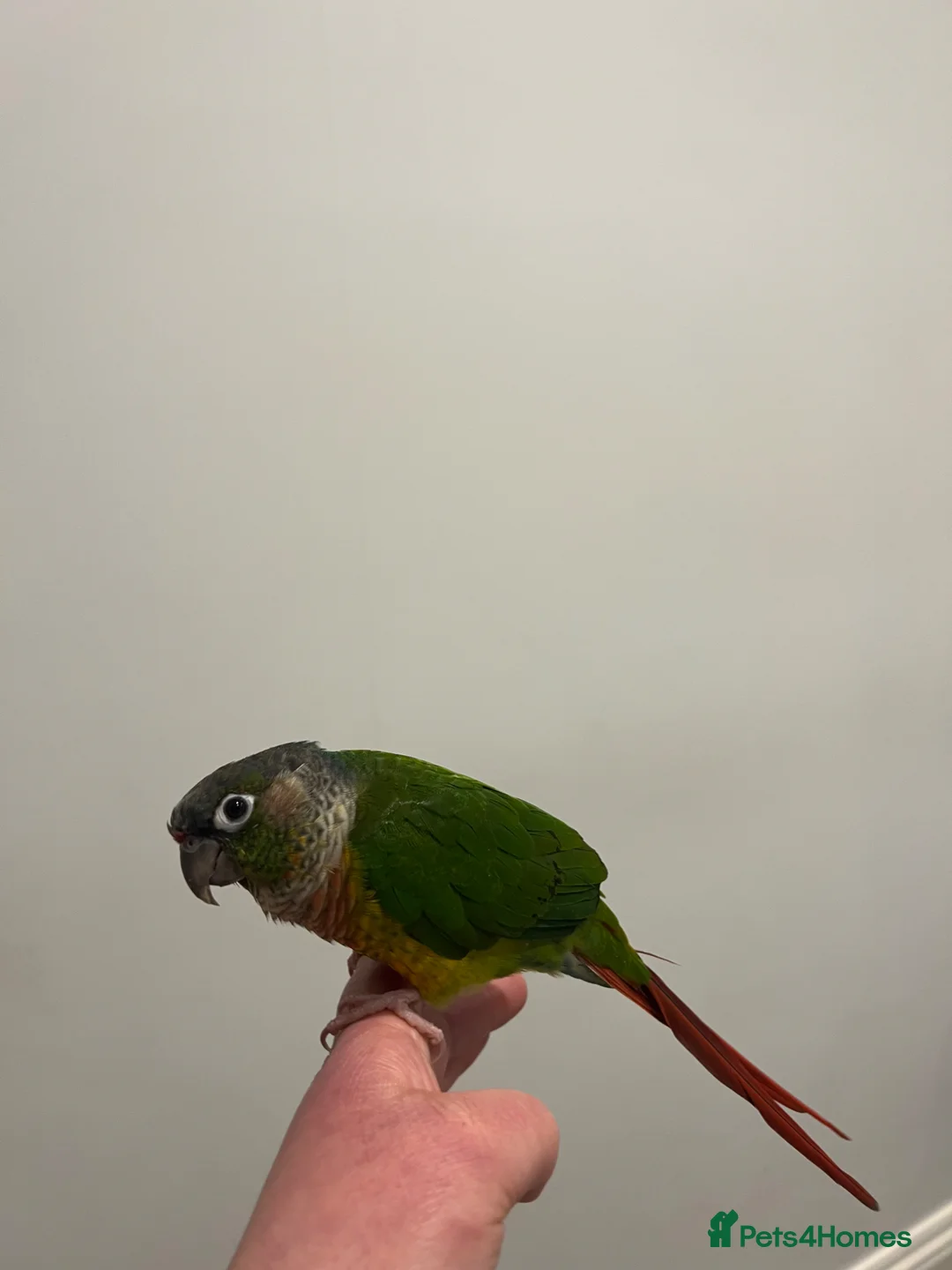 Conures birds for sale: Yellow sided green checked conure  - Advert 3