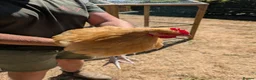 Chickens poultry for sale: Male buff Orpington needing a new home  in Kidlington - Advert 2