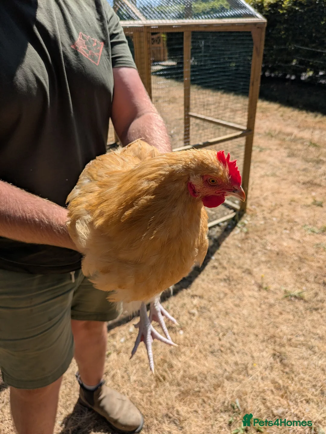Chickens poultry for sale: Male buff Orpington needing a new home  in Kidlington - Advert 2