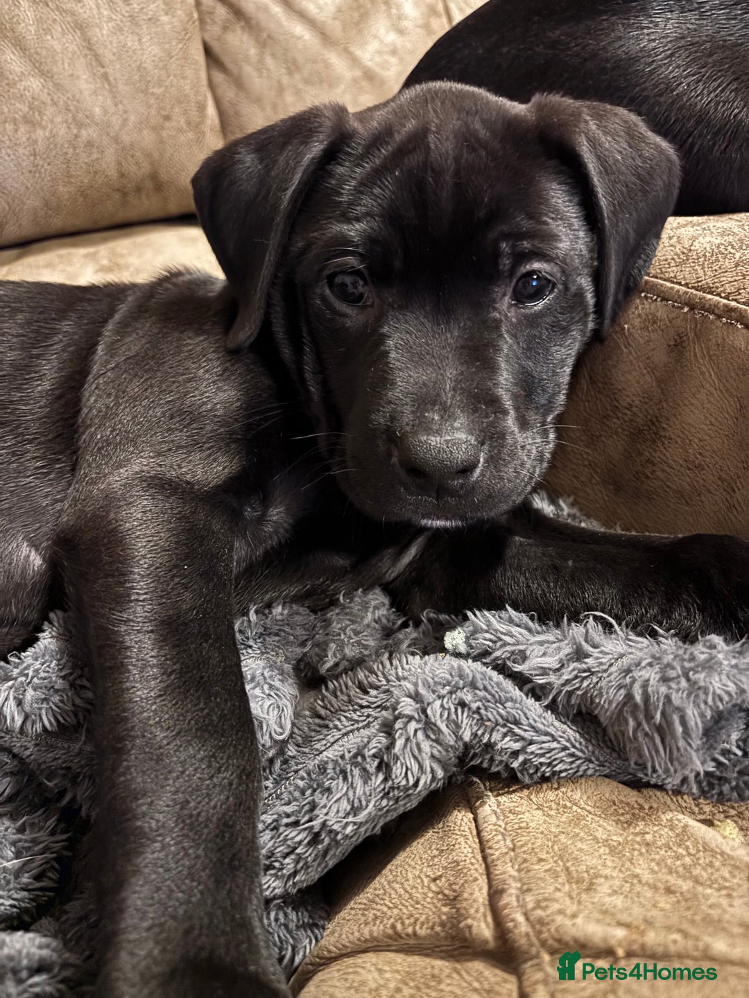 Mixed Breed dogs for sale: 8 week little Staffador lady  - Advert 5