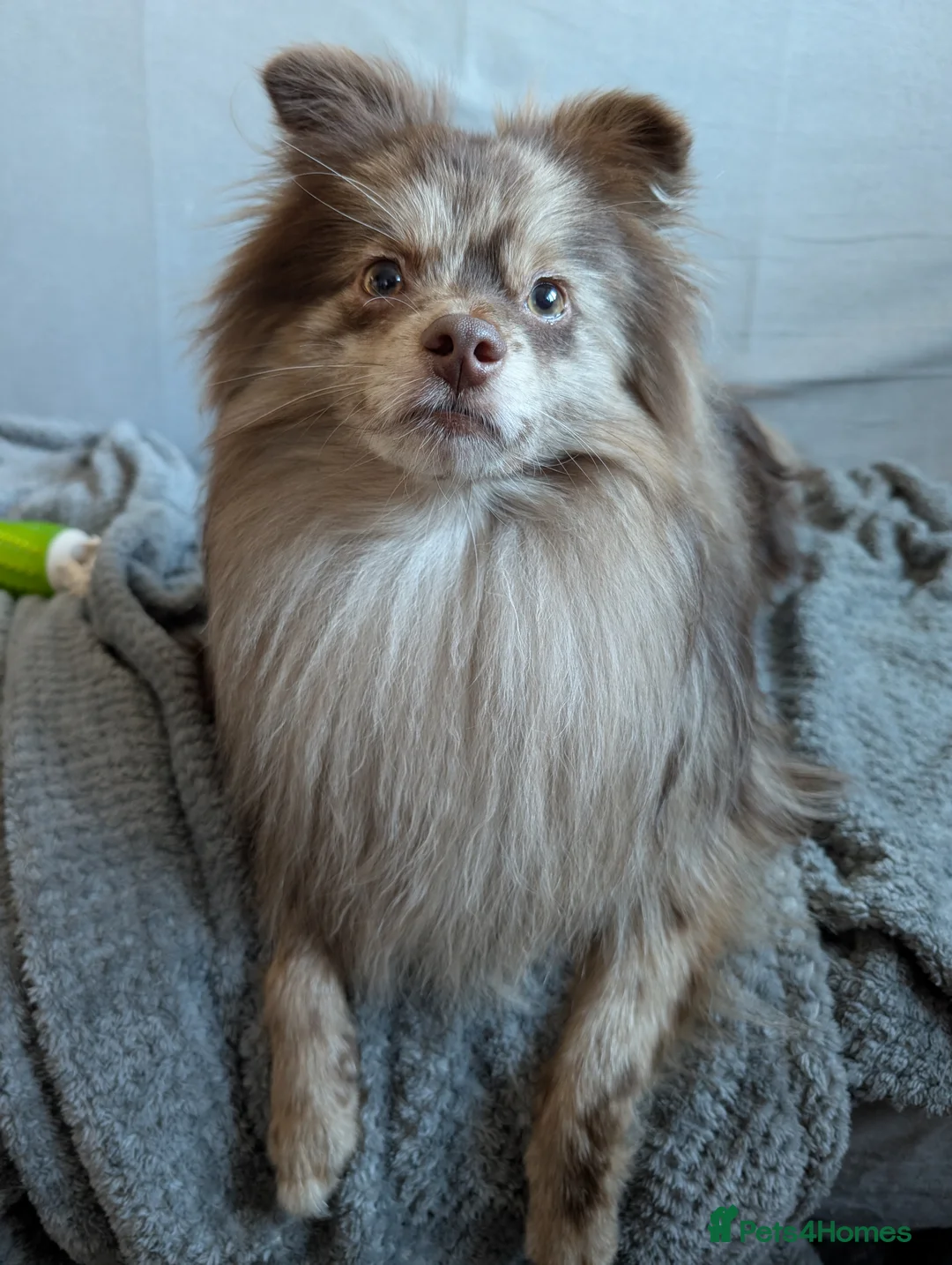 Pomeranian dogs for stud: Rare Merle Pomeranian For Stud Derbyshire in Chesterfield - Advert 10