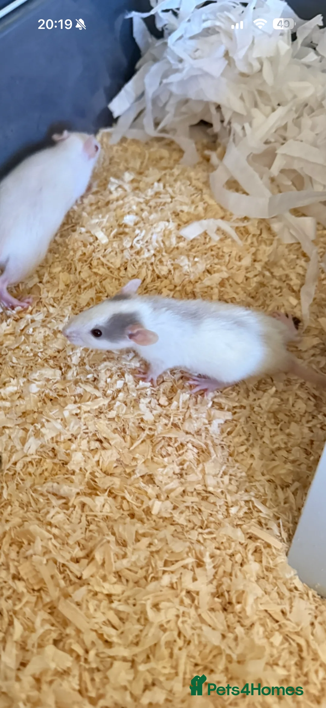 Rat rodents for sale: Two rats - everything incl. - Advert 4
