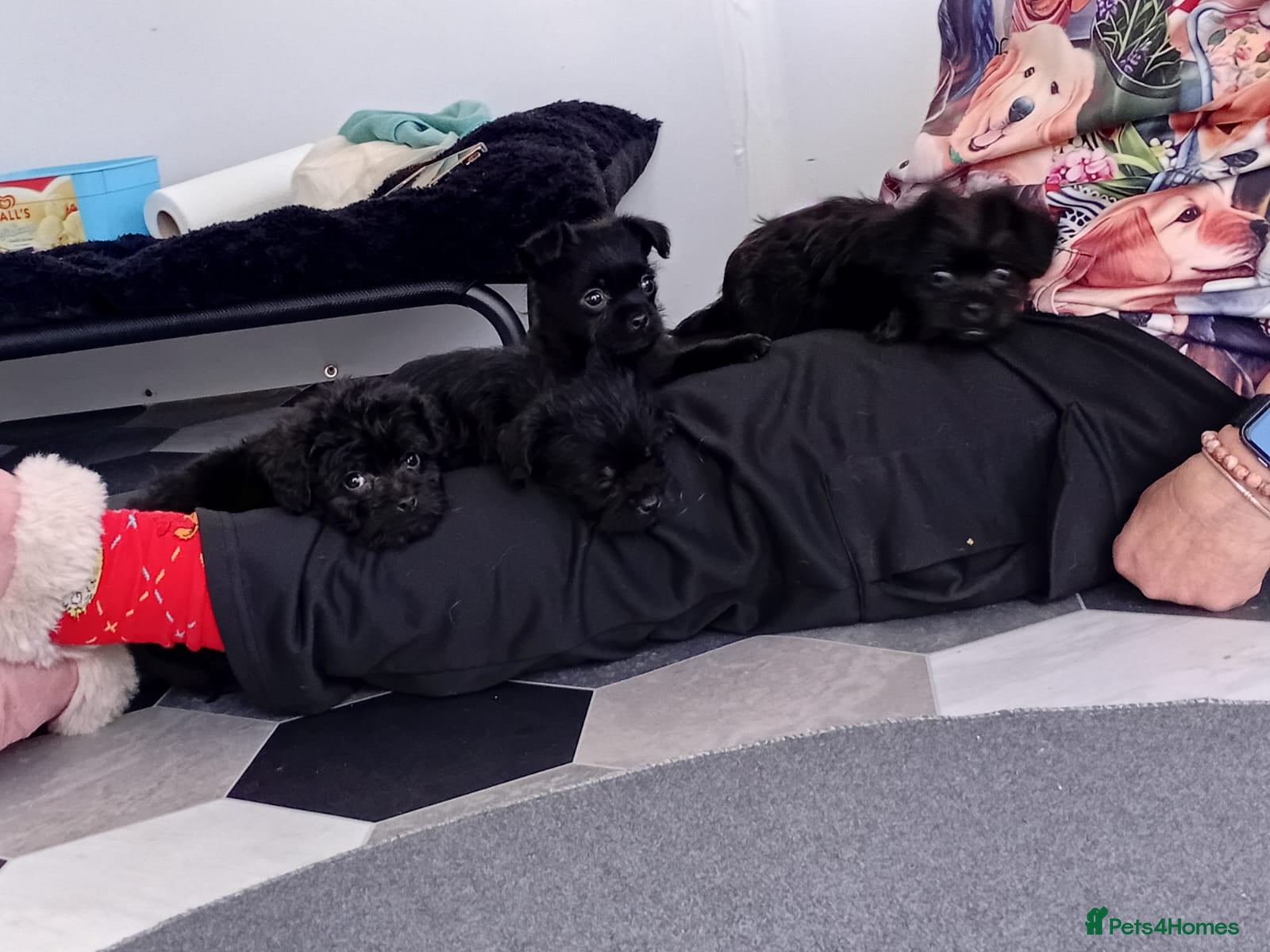 Pugapoo dogs Adorable pugapoo puppies 🥰 - Advert 3