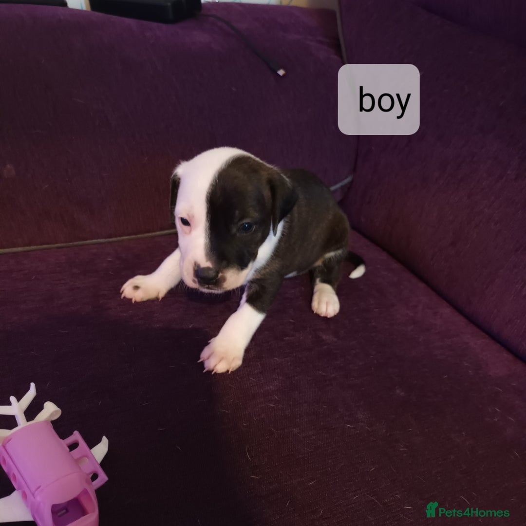 Staffordshire Bull Terrier dogs for sale: Puppi Staffordshire Bull terrier,white verry rare - Image 6
