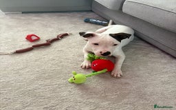 Mixed Breed dogs for sale: 10 month old staffy x for rehoming  - Image 4