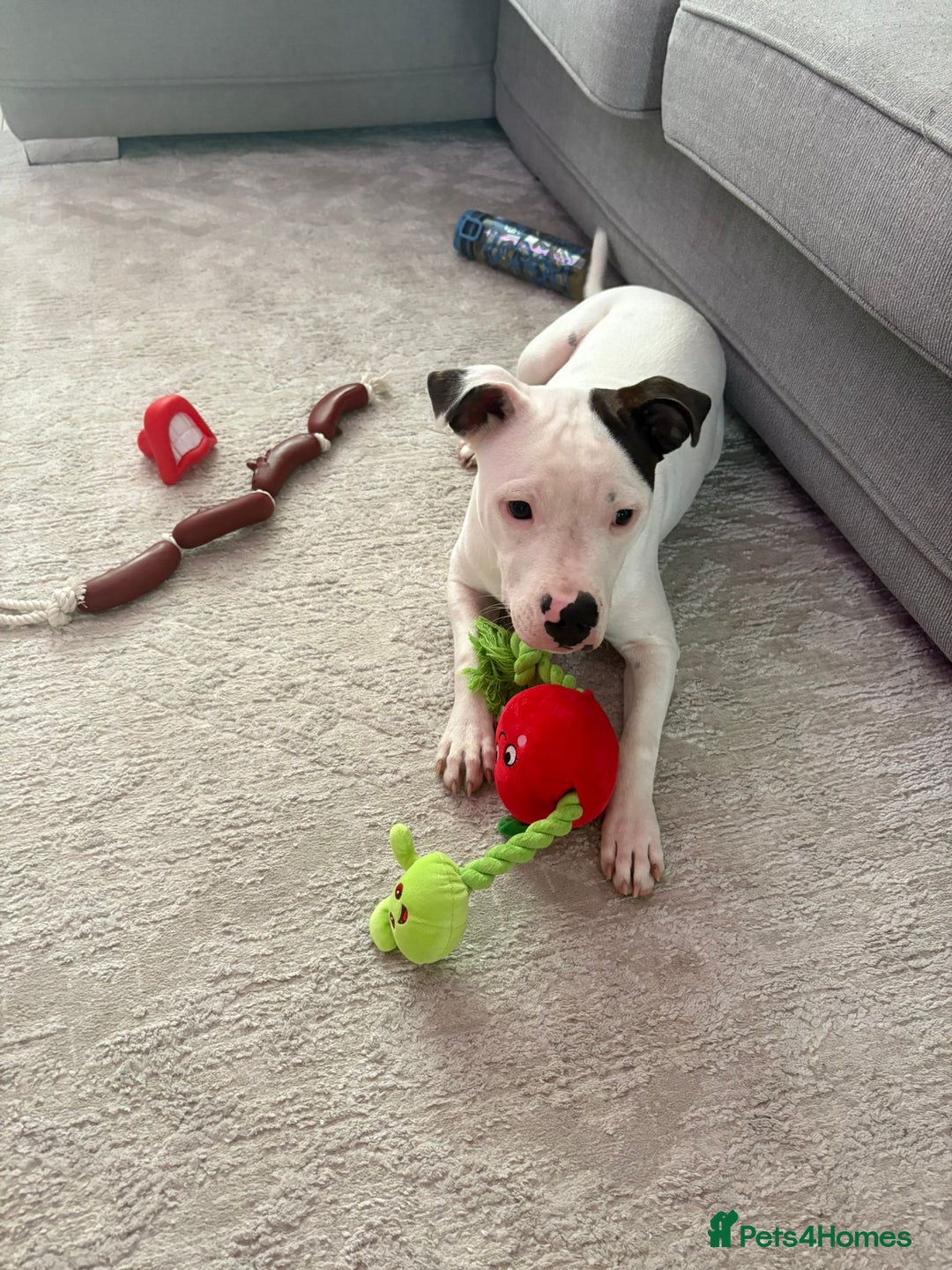 Mixed Breed dogs for sale: 10 month old staffy x for rehoming  - Image 4