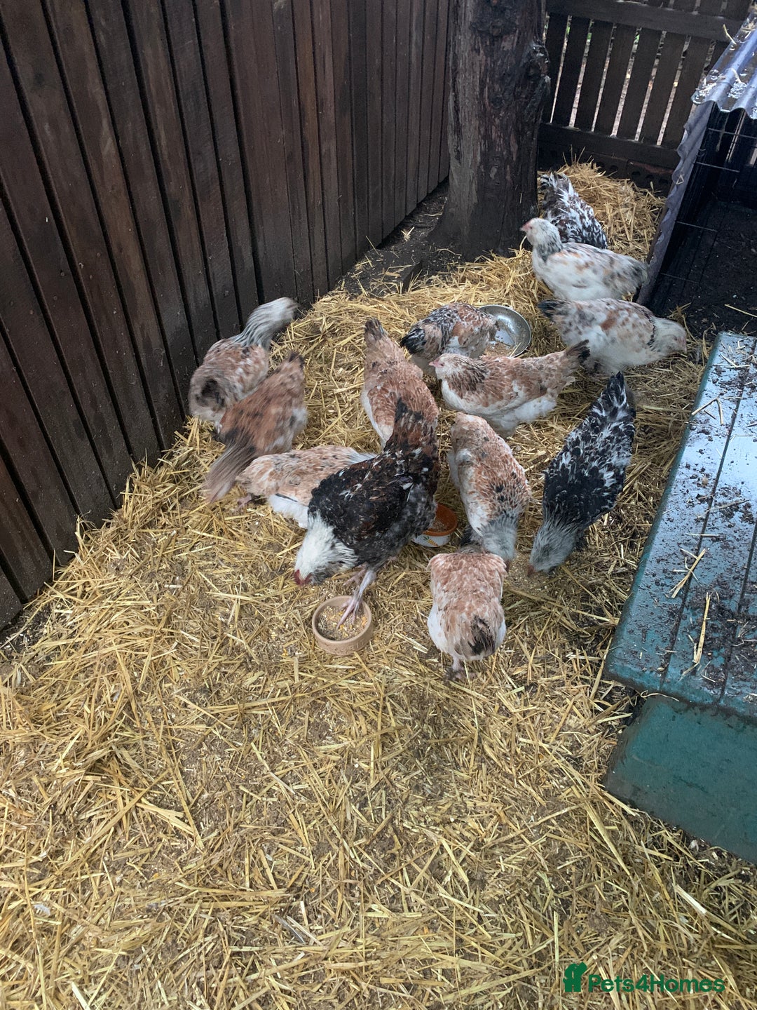 Chickens poultry for sale: Salmon Faverolle Hens - Advert 2