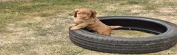 Cocker Spaniel dogs for sale: 4 Red Working Cocker Spaniel Boys - Advert 15