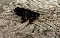 Dachshund dogs for sale: Dachshund girl pup - Image 2