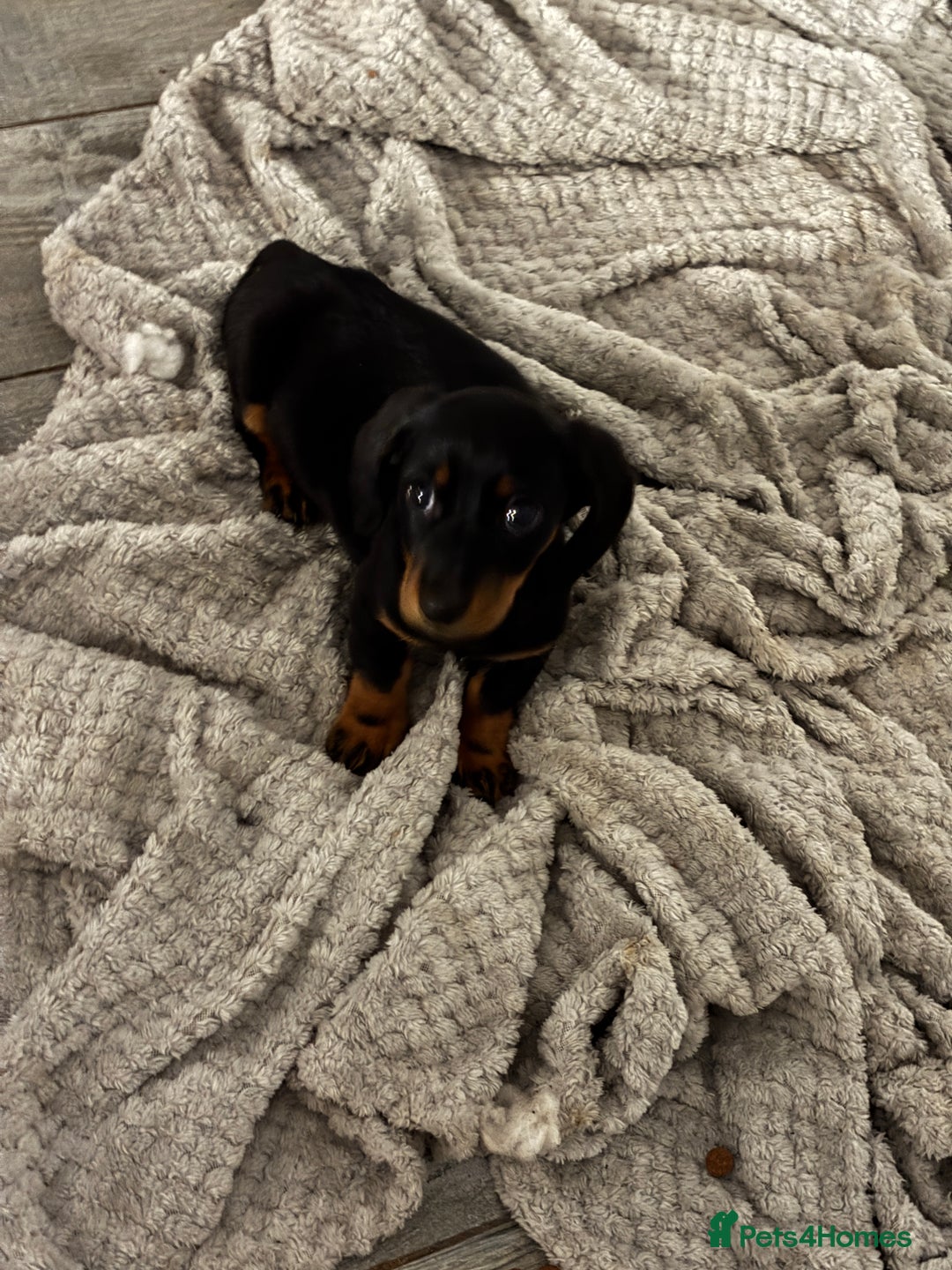 Dachshund dogs for sale: Dachshund girl pup - Image 2