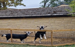 Goats livestock for sale: For Sale: 2 Beautiful Female British Alpine Goats - Image 2