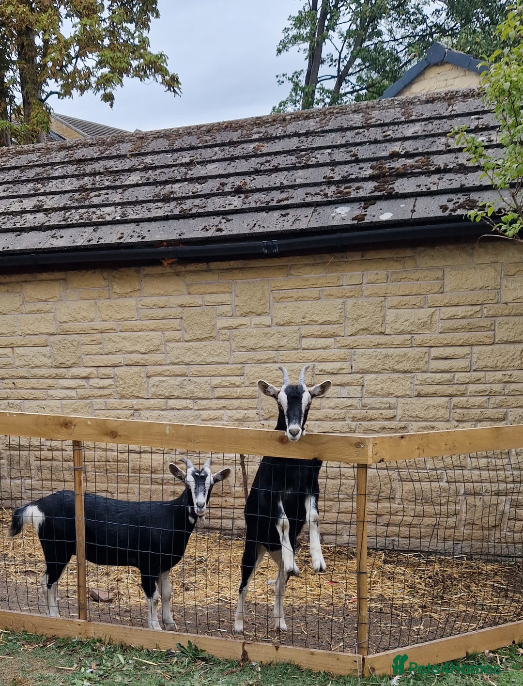 Goats livestock for sale: For Sale: 2 Beautiful Female British Alpine Goats - Image 2