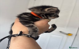 Maine Coon cats for sale: 1/4 mainecoon - Image 11