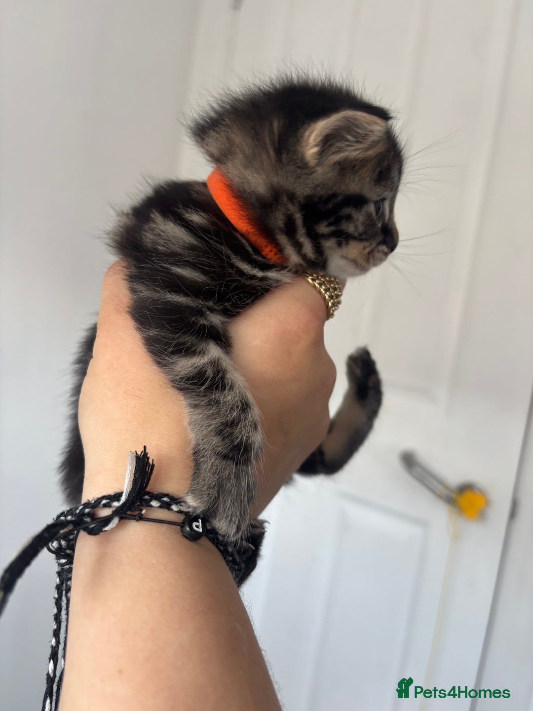 Maine Coon cats for sale: 1/4 mainecoon - Image 11