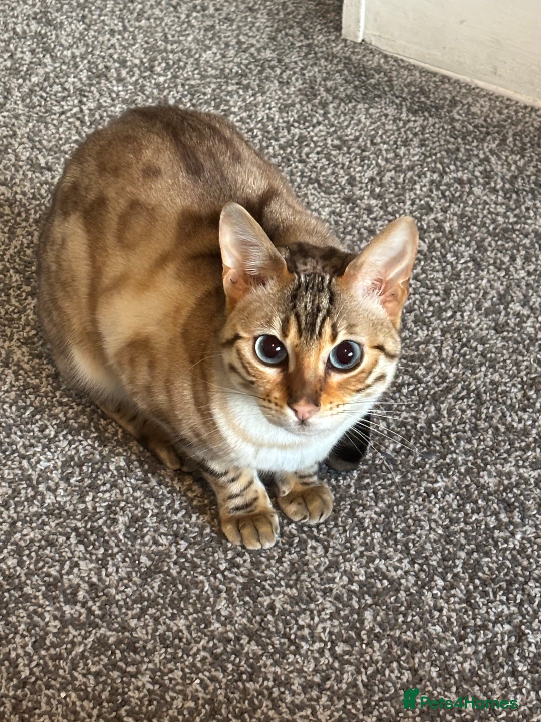 Bengal cats for sale: 15 Month Old Bengal Girl - Advert 3