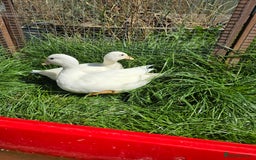 Ducks poultry for sale: White Call Duck Pair - Image 3