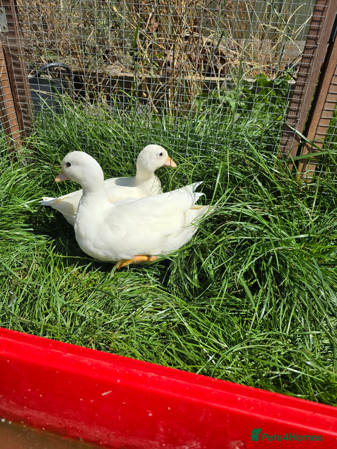 Ducks poultry for sale: White Call Duck Pair - Image 3