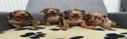 Dachshund dogs for sale: Miniature Dachshund puppies  - Advert 2