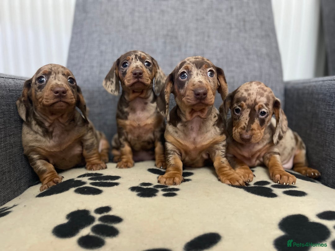 Dachshund dogs for sale: Miniature Dachshund puppies  - Advert 2