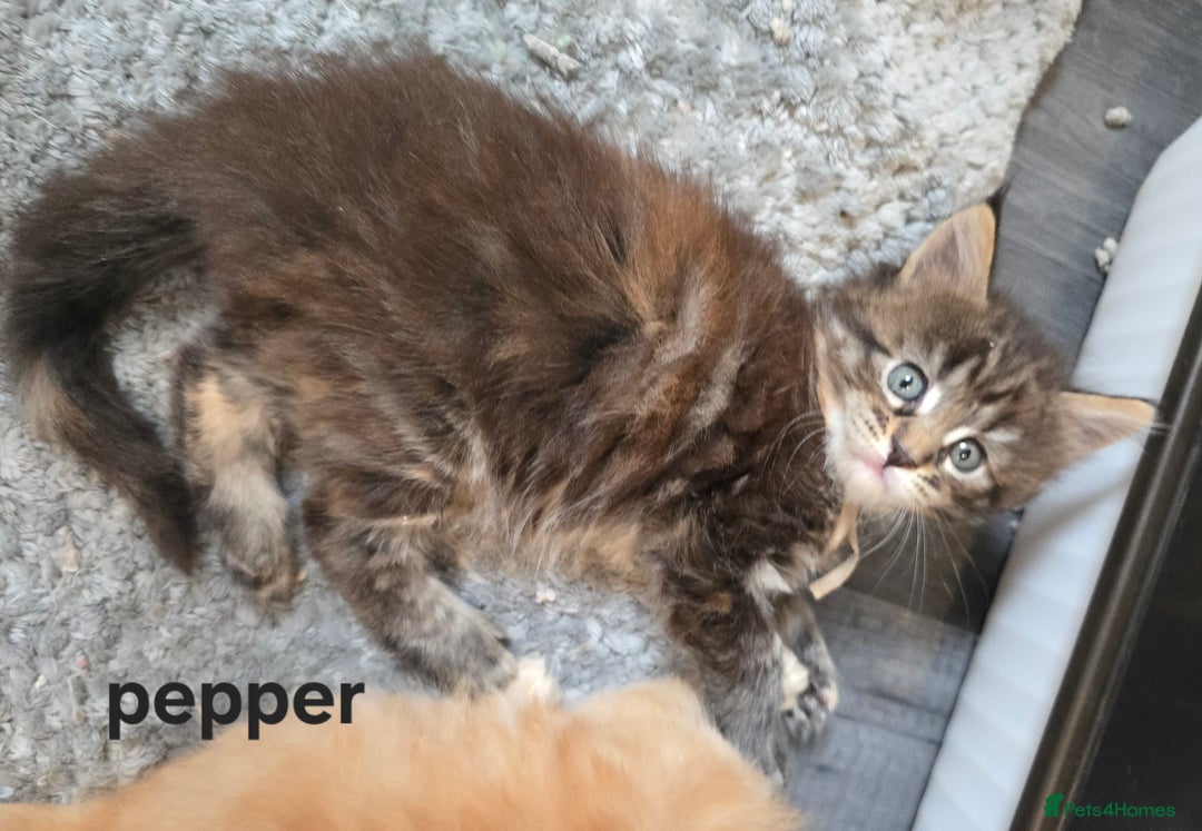 Maine Coon cats for sale: Maine Coon Kittens Tortie/Torbie Russian lines - Image 10