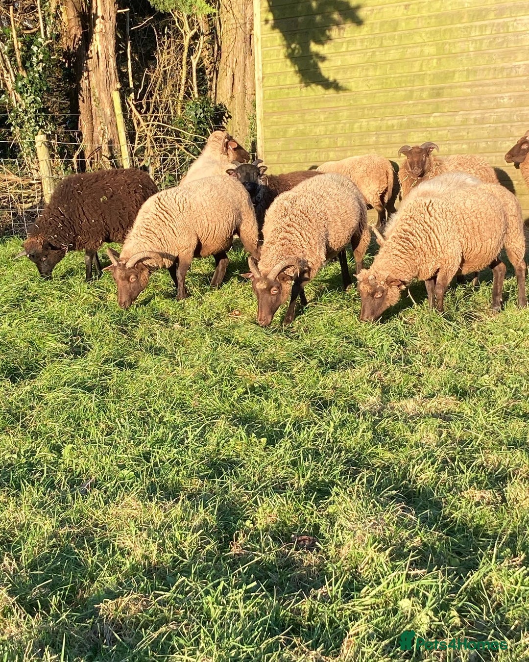 Sheep livestock for sale: Manx Loaghto X North Ronaldsway - Advert 4